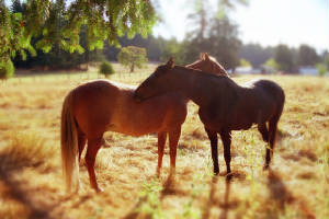 A pair of horses on Latoria Road.