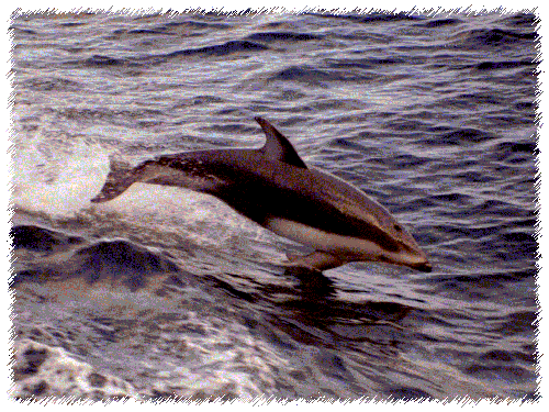 The Pacific White Sided Dolphin...