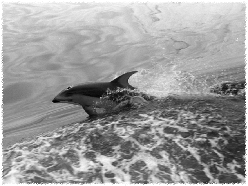 Pacific White Sided Dolphin (B&W)...